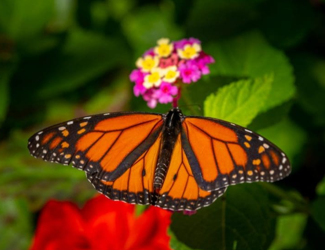 Green Bay Botanical Garden